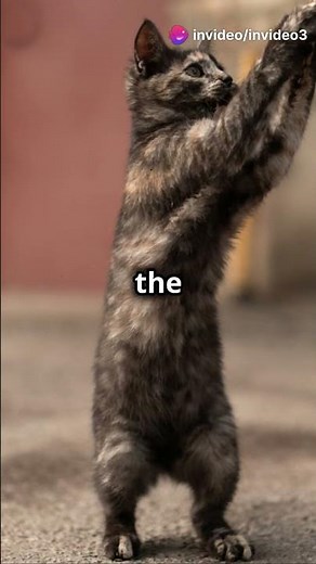 What If Humans Had Tails? 🐒