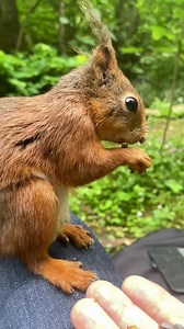 91K views · 5.5K reactions | Here’s Halfear, my adorable snacking...