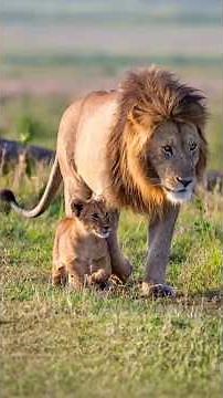 Oloimina with the Fig Tree Pride Cubs | Maasai Mara National Reserve, Kenya | Travins World