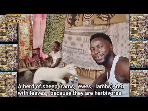 sheep, herd, ram, ewe, bull