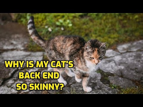 Why Is My Cat Thin At The Back End?