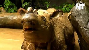 The loneliest rhino in the world needs to get laid... for the good of his species. | NowThis