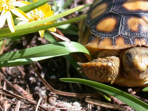 Why Floridians Are Accidentally Drowning Baby Tortoises