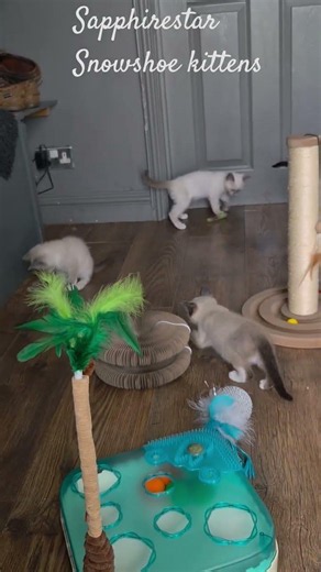 Sapphirestar Snowshoe kittens born April 2026 #kitten #snowshoe #cat #snowshoekittens #cute