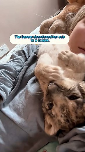 The abandoned lion cub was taken in and raised by a girl. #lion #animals #rescue | Rez-Solutions and Animal Shelter, Inc