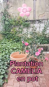 TUTO : Plantation CAMELIA en pot 🌸🌿🐝 #tutorial #plantation #camelia #fleurs #printemps #abeilles #jardin #nature #life | Indiana José