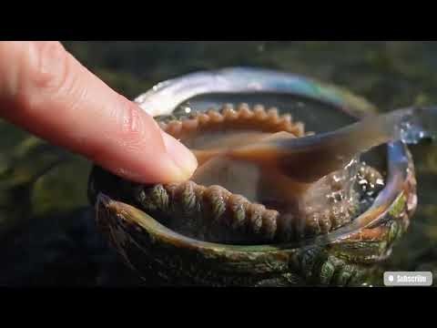 🔴 ASMR | How to Clean Abalone Perfectly | A Satisfying Deep Clean Seafood Tutorial