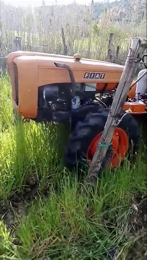 Fiat 251R Montagna 1962 | Heavy Duty Grass Mowing in the Vineyard