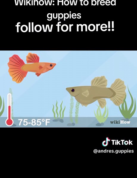 #wikihow #guppy #breeding #guppies #tutorial #fyp #helpingothers
