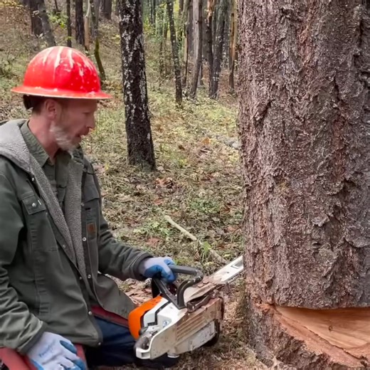 #How to Make a Humboldt Undercut Felling Notch Part 5