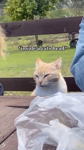 Cute cats on Instagram: "😅 if you use discord you can join my discord we talk a lot about cats, you can send pictures off your cats and you can look/send memes in there to! link is in my bio! Follow @theamazingcatsonline for more! - - - - - - #funnycat #funnycats #catfunny #funnycatvideos #funnycatvideo #funnycatpics #catsfunny #catsarefunny #funnyvideocat#funnycatsmeow #funnycatmemes#funnycatsvideo #funnycatface #cats#catstagram #meow #catlovers #ilovecats #cats🐱 #cats_of_day #catvideo #sleep