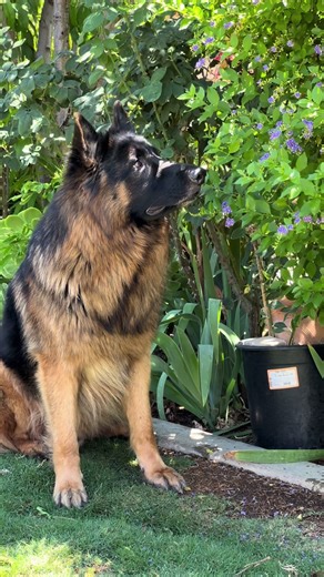 Odin enjoying nature! #OdintheWolfSon #WolfDogVibes #MajesticDog #FluffyBeast #KingShepherd #GSDlife #DogOfTikTok #LoyalProtector #BigFluffEnergy