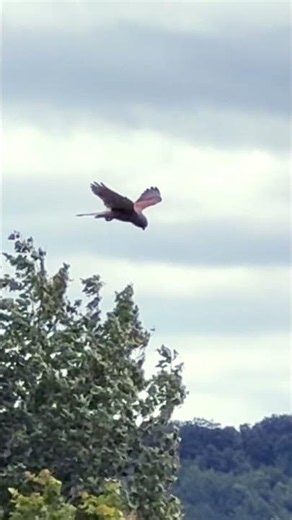 Kestrel Hunting 🦅