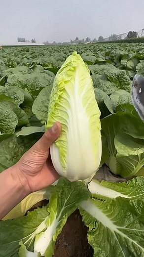 598K views · 7.7K reactions | Chinese cabbage 塞塞 farming Fields | Zortrax Agriculture Corporation | Facebook