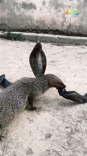 King Cobra vs Mongoose 🐍⚡ Insane Real Fight – Who Wins This Deadly Battle?! #alamqta #animals