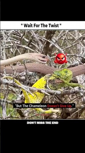 “Snake vs Chameleon – Unexpected Twist!” #trending #viral..
