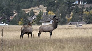 Two bull elk in Rocky Mountain field with houses and road in background, 4K