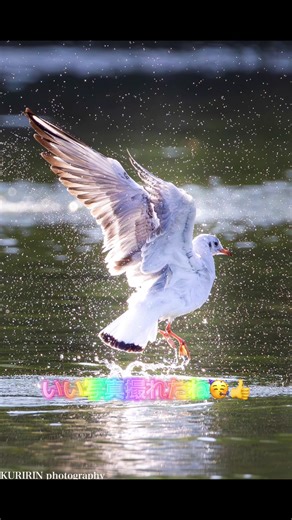 関東の電車トラブルと撮影日記