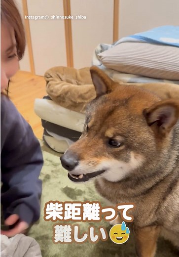 柴犬の可愛さを堪能しよう！