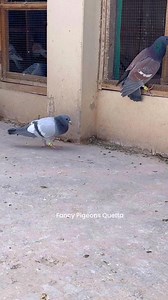 Fancy Pigeons Quetta #fancypigeonsquetta | Fancy Pigeons Quetta