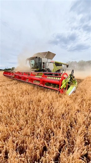CLAAS 8800 Lexion combine harvester working in a field of Winter barley