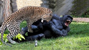 1.6M views · 10K reactions | Gorilla Mother Trying To Save Her Baby From The Leopard But Poor Baby Gorilla Fails. | Animal Planet Channel | Facebook