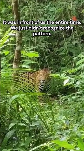 We Didn’t Even See It… Until It Moved #wildlife #junglelife #nature