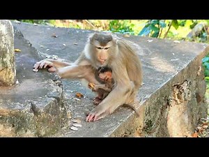 Mama Monkey Refuses Milk to Teach Baby Discipline – Natural Behavior