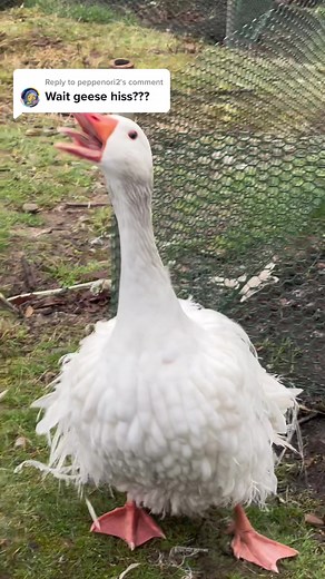 Geese Behavior and Sounds Explained