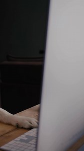 Just a pup making sure dinner plans are taken care of 🛒✨ | Kibbles 'n Bits