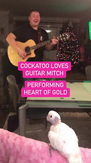 48K views · 3.8K reactions | Cockatoo Coco loves dancing to Guitar Mitch playing Heart of Gold #heartofgold #guitarist #cockatoo #dancevideo #birds | Lucky Lou and Coco Too | Facebook