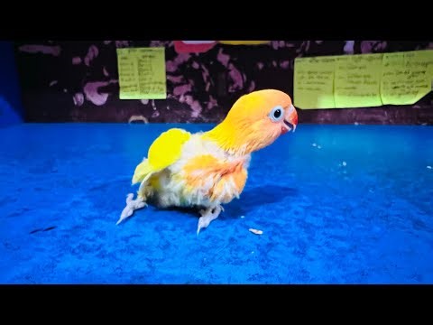 সহজে পাখি টেম করার কৌশল ও খাওয়ানোর নিয়ম 🐦💛 | Easy Tips to Feed & Tame a Bird