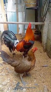 18K views · 788 reactions | History of the McLean Hatch Gamefowl #mcleanhatchgamefowl #gamefowlhistory #mcleanhatch | Gamefowl Enthusiast | Facebook