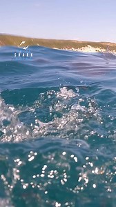 Young Shark Takes Big Bite | White Shark Ocean
