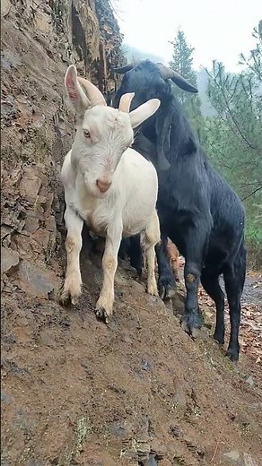 Baby Goats Playing – So Cute37