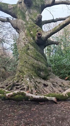 Ancient Twisted Beech Tree Tehidy Woods ( Estate ) January 2026 Cornwall England
