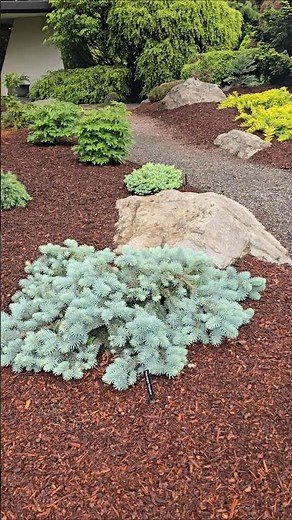 Picea pungens 'Procumbens' #gardening #conifers #spruce