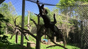 Meet our monkeys! Here at the Columbus Zoo and Aquarium, we take care of four mandrills. Kinshasa is the newer adult male; he is 21 years old. He has fit into the mandrill family at the Zoo very well and continues to do great! Tatu is the adult female; she is 23 years old. The combined median life expectancy for both male and female mandrills is 19 years old. The juvenile males are Mosi who is 4 and Brody who is 3 years old! Mosi and Brody are full-blooded brothers and they act like you would ex