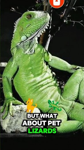 “How Pet Lizards Lay Eggs Inside the House! 🦎😱 | Unbelievable Nature Fact”