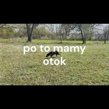 Gończy Polski praca na ścieżce tropowej.