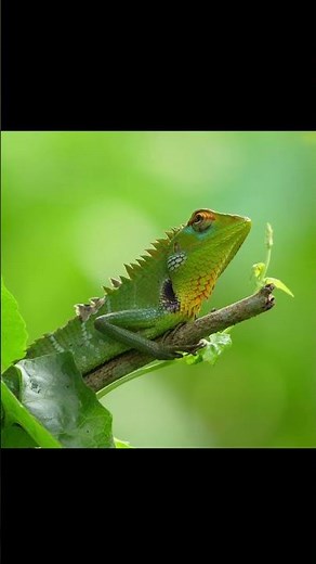 Discovering Amazing GREEN LIZARDS Native to Sri Lanka