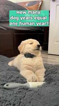 How to Calculate Your Dog’s Age in Human Years! 🐾🗓️