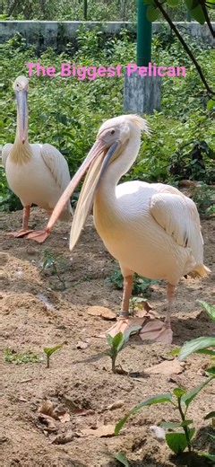 The Biggest Pelican Bird #Pelican #birds #nature