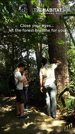 1.5K views · 162 reactions |  Experience Forest Bathing this 23 Nov...