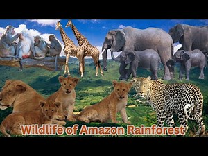 Wildlife of Amazon Rainforest || Nature with wildlife | Tiger Lion Deer Elephant Monkey