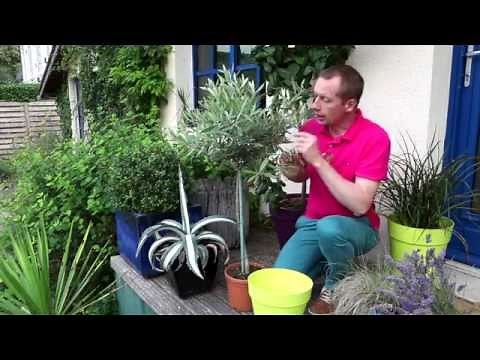 Comment planter un olivier en pot?