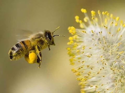 Bee Pollen Health Benefits and How to Collect it