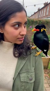 Funny talking bird 5 #talkingparrot #talkingbird #TalkingMyna | Neha Taysir
