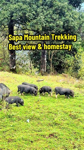 Video của SAPA LOCAL TREKKING & HOMESTAY (@sapa_trekking_localguide) với bản nhạc nhạc nền - LÝ TẢ MẨY