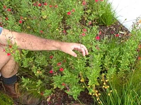 Pruning Salvia Summer